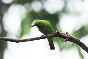 A Leafbird on branch in nature