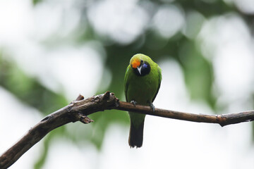 A Leafbird on branch in nature