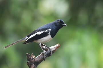 Fototapeta premium The Oriental magpie robin on branch