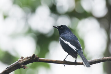The Oriental magpie robin on branch