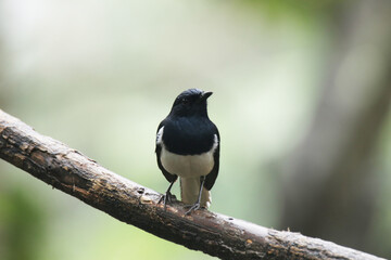 The Oriental magpie robin on branch