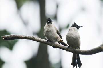 A Sooty-headed Bulbul on branch