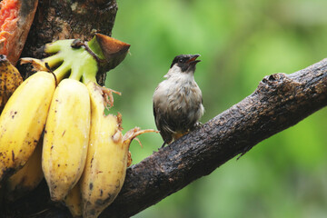 A Sooty-headed Bulbul on branch