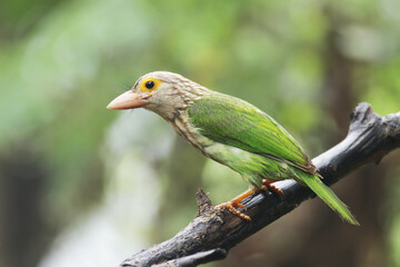 The Lineated Barbet on branch in nature