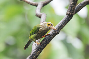 The Lineated Barbet on branch in nature