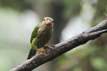 The Lineated Barbet on branch in nature