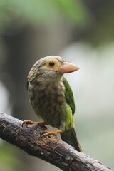 The Lineated Barbet on branch in nature