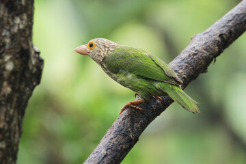 The Lineated Barbet on branch in nature