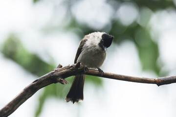 A Sooty-headed Bulbul on branch