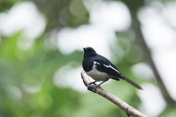 The Oriental magpie robin on branch