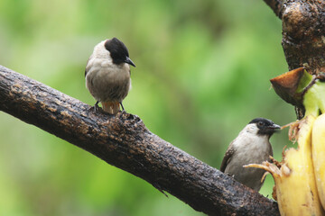A Sooty-headed Bulbul on branch
