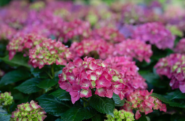 Selective focus of colorful Hydrangea flowers with natural soft light in the garden.