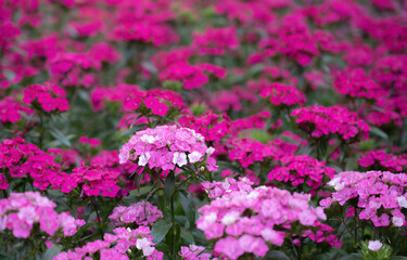 Obraz premium Floral background of pink Sweet William flowers blooming in the flower field. (Dianthus barbatus) Floral pattern.