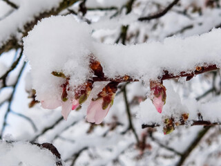 flowers  almonds and others under the snow