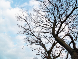 winter sky with branches