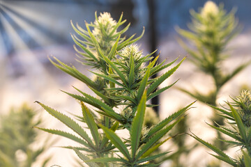 dosidos, do-si-dos, marijuana, pot, weed, dank, grow tent, medical marijuana