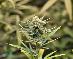 dosidos, do-si-dos, marijuana, pot, weed, dank, grow tent, medical marijuana