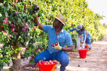 Concentrated african american man working on a farm in a fruit nursery plucks ripe plums from a tree