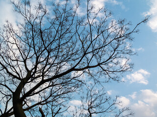 Fototapeta na wymiar winter sky with branches