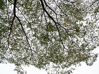 sky and tree