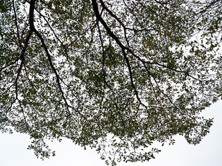 sky and tree