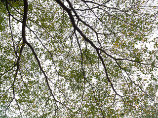 Obraz premium sky and tree