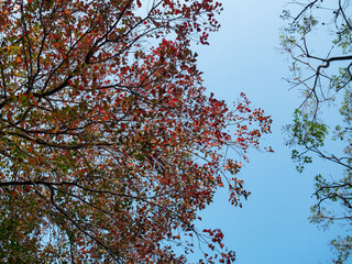 autumn sky and trees