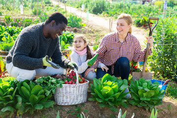 Fototapeta premium Smiling couple of professional gardeners with child posing with harvest of vegetables in garden