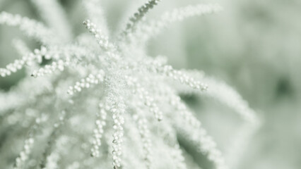 A delicate beautiful blooming white fluffy Astilbe. Floral background.