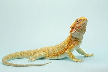A bearded dragon (Pogona sp) is showing aggressive behavior.