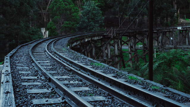 Railroad tracks in the forest