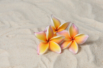 Fototapeta na wymiar Beautiful frangipani flowers on the sand