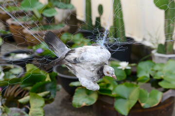Pigeon attached to the net, bird on the net,Farmers tend to trap birds eat rice