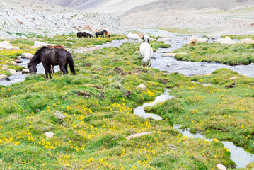 Horse in a green meadow.
