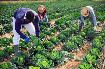 Skilled afro american man farmer with ax picking fresh organic savoy cabbage on farm