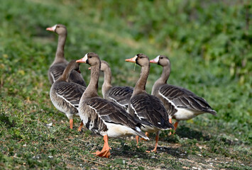 Anser albifrons aka white-fronted goose 