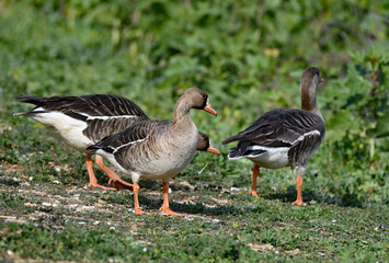 Anser albifrons aka white-fronted goose 