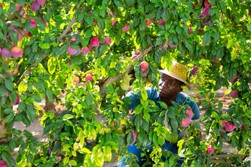 Concentrated african american man working on a farm in a fruit nursery plucks ripe plums from a tree