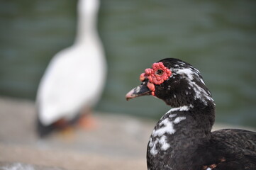 Fototapeta premium black headed gull