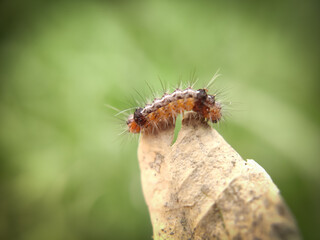 Beautiful caterpillar with natural view backgrounds, selective focus images.