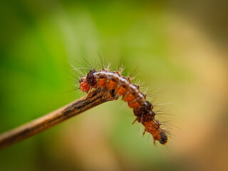 Beautiful caterpillar with natural view backgrounds, selective focus images.