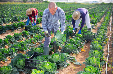 Man working on farm field on summer day, harvesting fresh cabbage