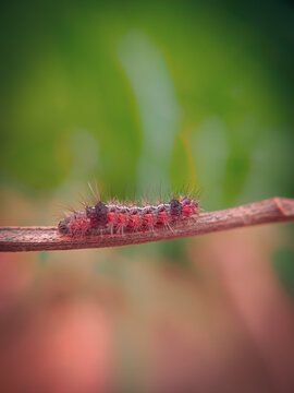 Colourful caterpillar with natural view backgrounds, selective focus images.