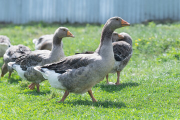 Gray beautiful geese in a pasture in the countryside walk on the green grass. Livestock farm birds....