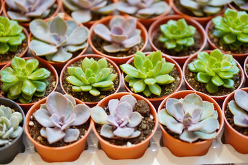 Close up row of succulents plant in pot
