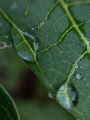 drop on leaf