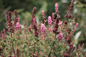 light pink flowers and foliage drying out