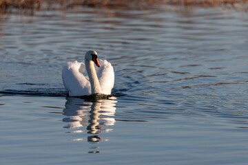 Graceful white Swan swimming in the lake, swans in the wild. Portrait of a white swan swimming on a lake. The mute swan, latin name Cygnus olor