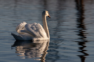 Graceful white Swan swimming in the lake, swans in the wild. Portrait of a white swan swimming on a lake. The mute swan, latin name Cygnus olor
