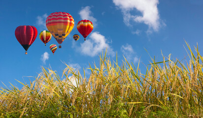 Colorful hot air balloons flying over goldien rice field in Thailand.
